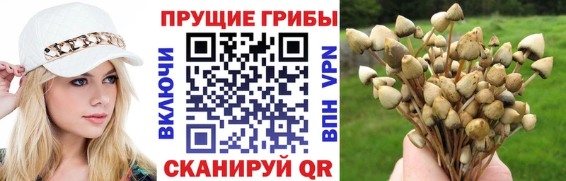 Псилоцибиновые грибы Psilocybe  наркошоп  Воткинск 